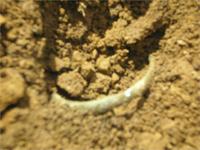 Проклюнулся браслет. Баяновский могильник, Добрянский р-он Пермского края, 2007 год.