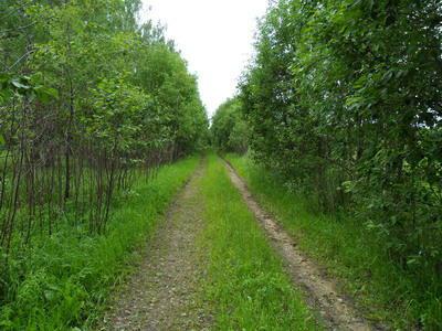 Где искать клады Старинные дороги поросшие лесом