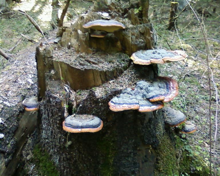 Вот такой пенек!