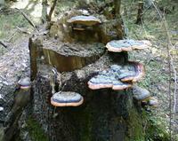 Вот такой пенек!