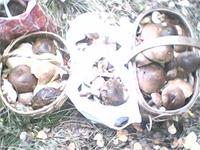 Вот ткие находки тоже бывают