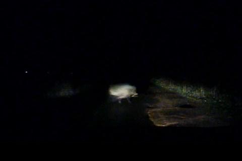 Свинюшка дикая прям под колёса бросилась