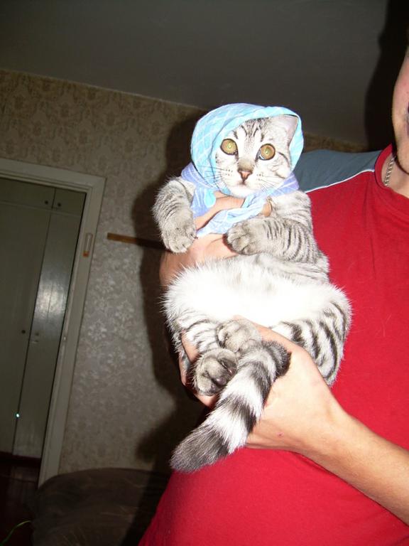 мой кот по кличке 