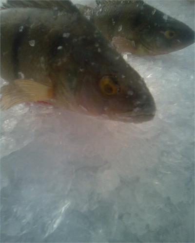 Окуньки