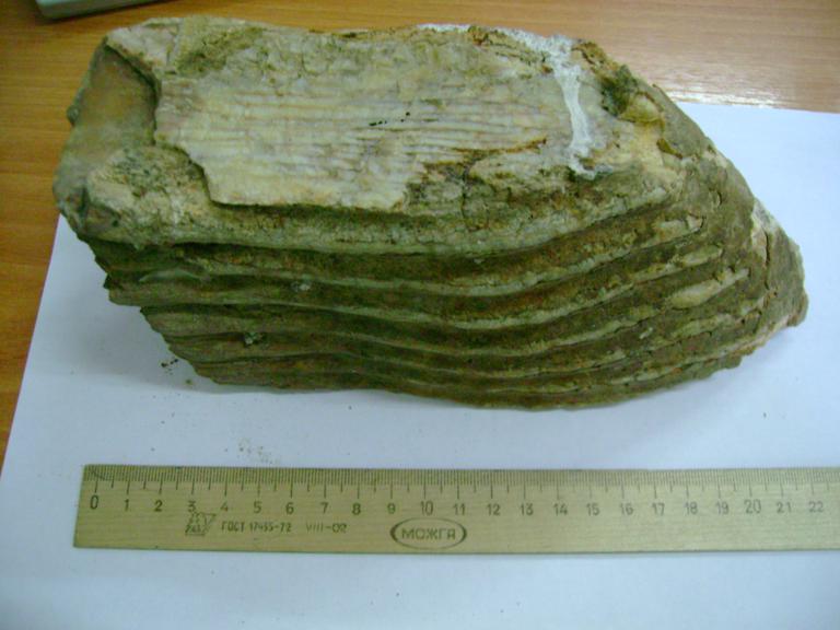 зуб мамонта