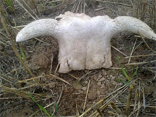 рога без копыт