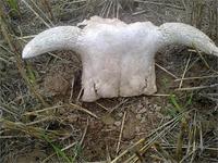 рога без копыт