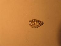 Подскажите пожалуйста что за чешуйка?