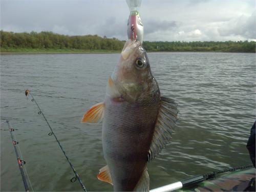 далансир стоит 300 а окунь сколько