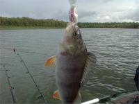 далансир стоит 300 а окунь сколько