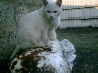 Котяра