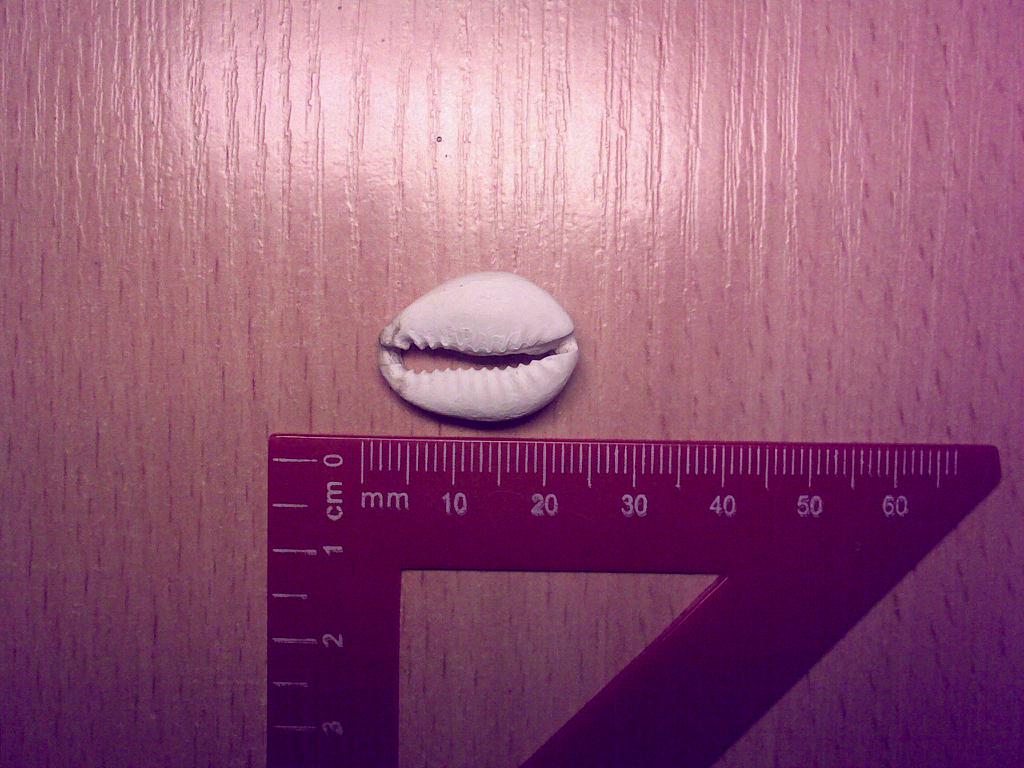 Ракушка каури. Древний эквивалент денежного знака. До металлических монет использовался в Китае, Африке и Европе.